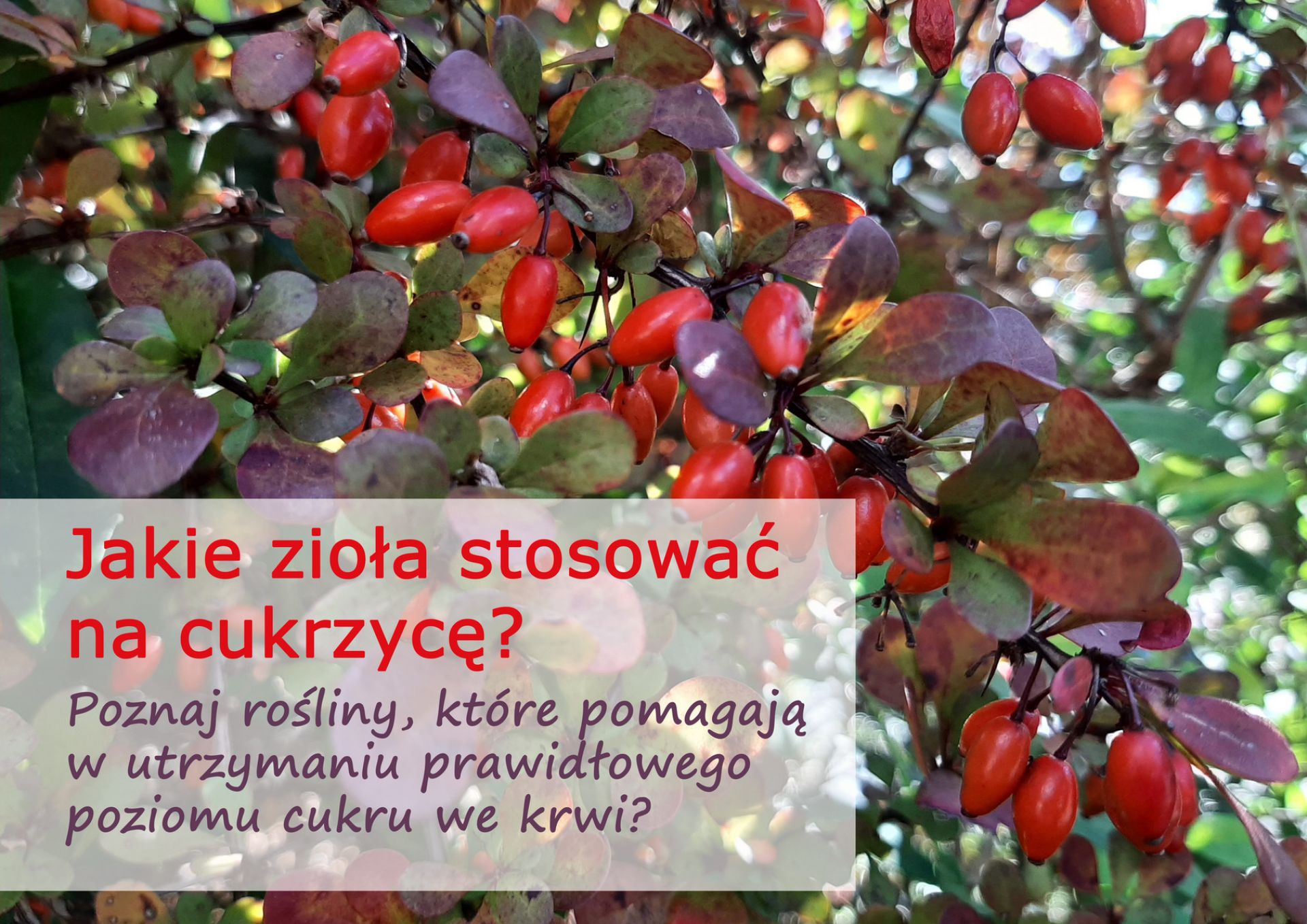 Jakie zioła na cukrzycę wybrać? Które pomagają w utrzymaniu prawidłowego poziomu cukru we krwi? - jakie_ziola_na_cukrzyce_(1).jpg