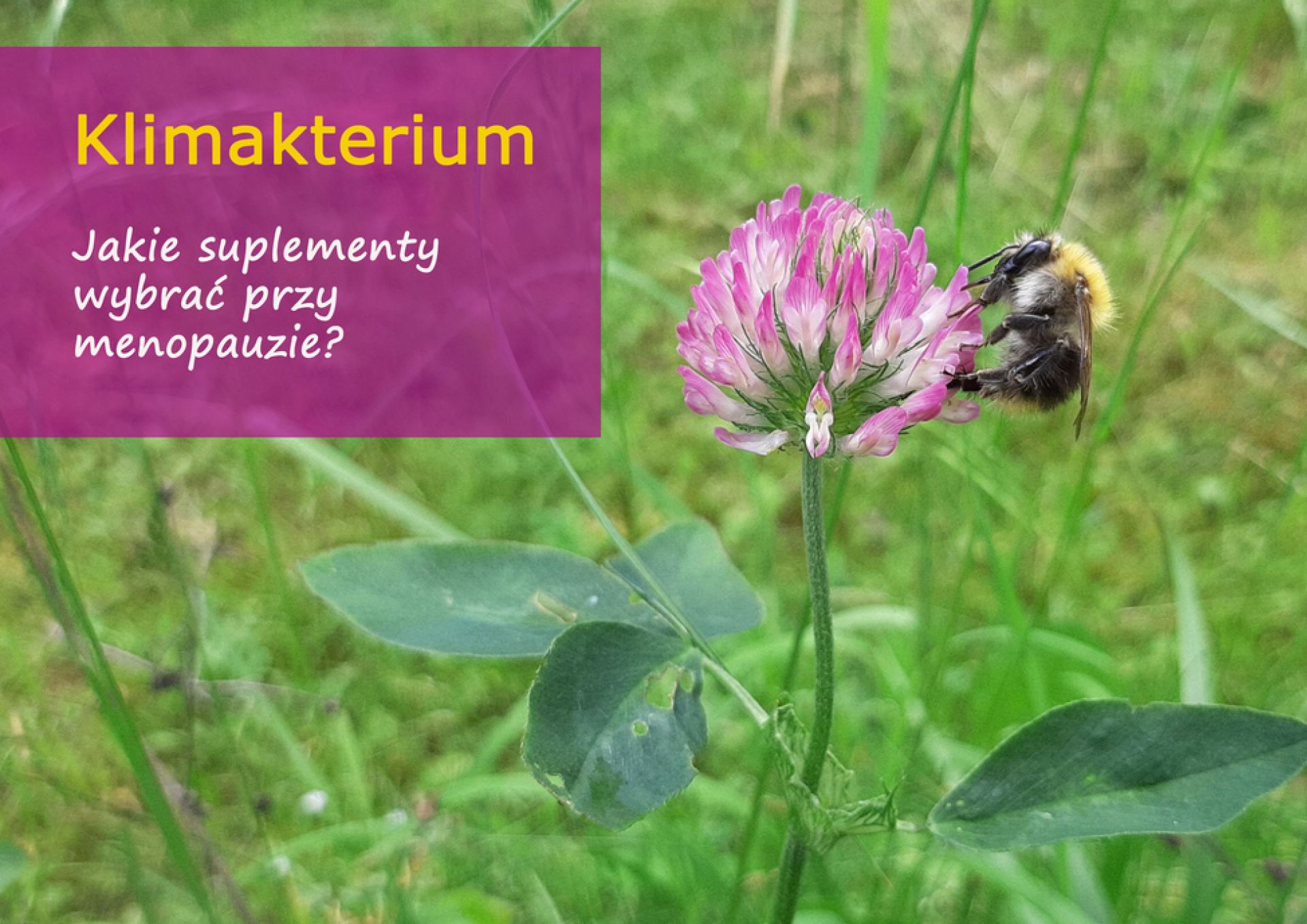 Klimakterium - jakie suplementy przy menopauzie wybrać? - klimakterium_suplementy_1_15.jpg