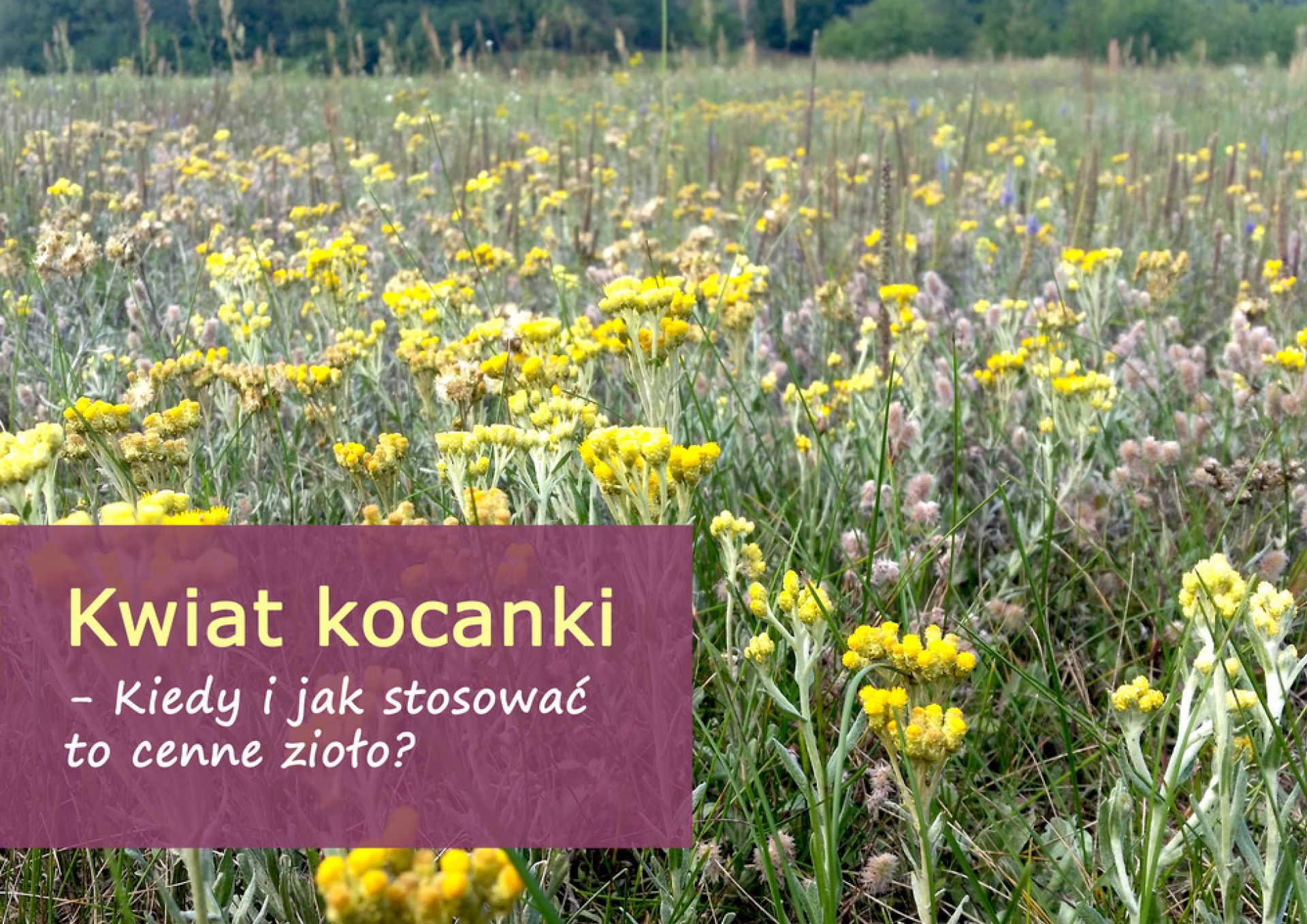 Kwiat kocanki - Kiedy i jak stosować to cenne zioło? - kwiat_kocanki_(1).jpg