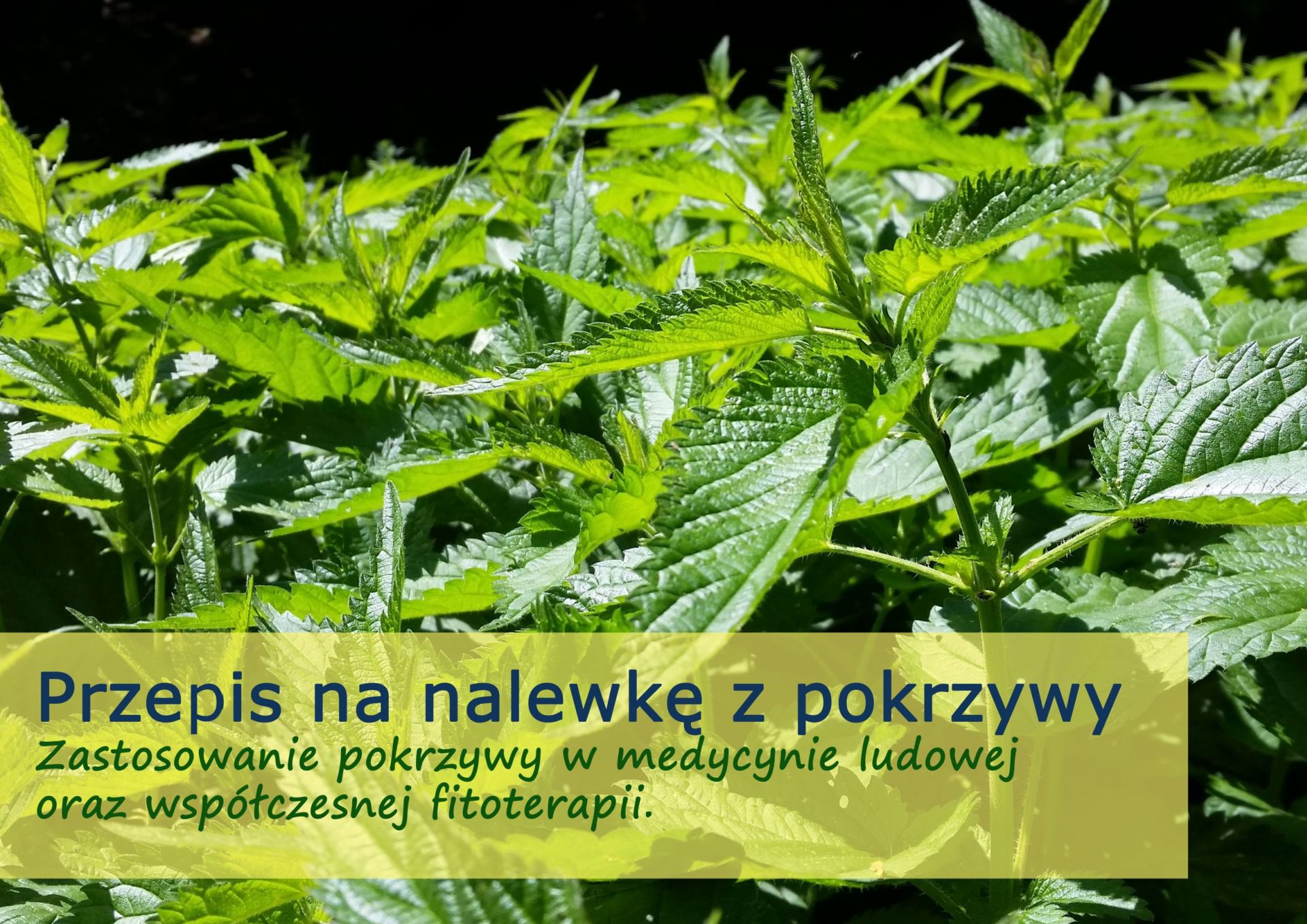 Przepis na nalewkę z pokrzywy - nalewka_z_pokrzywy_(1).jpg