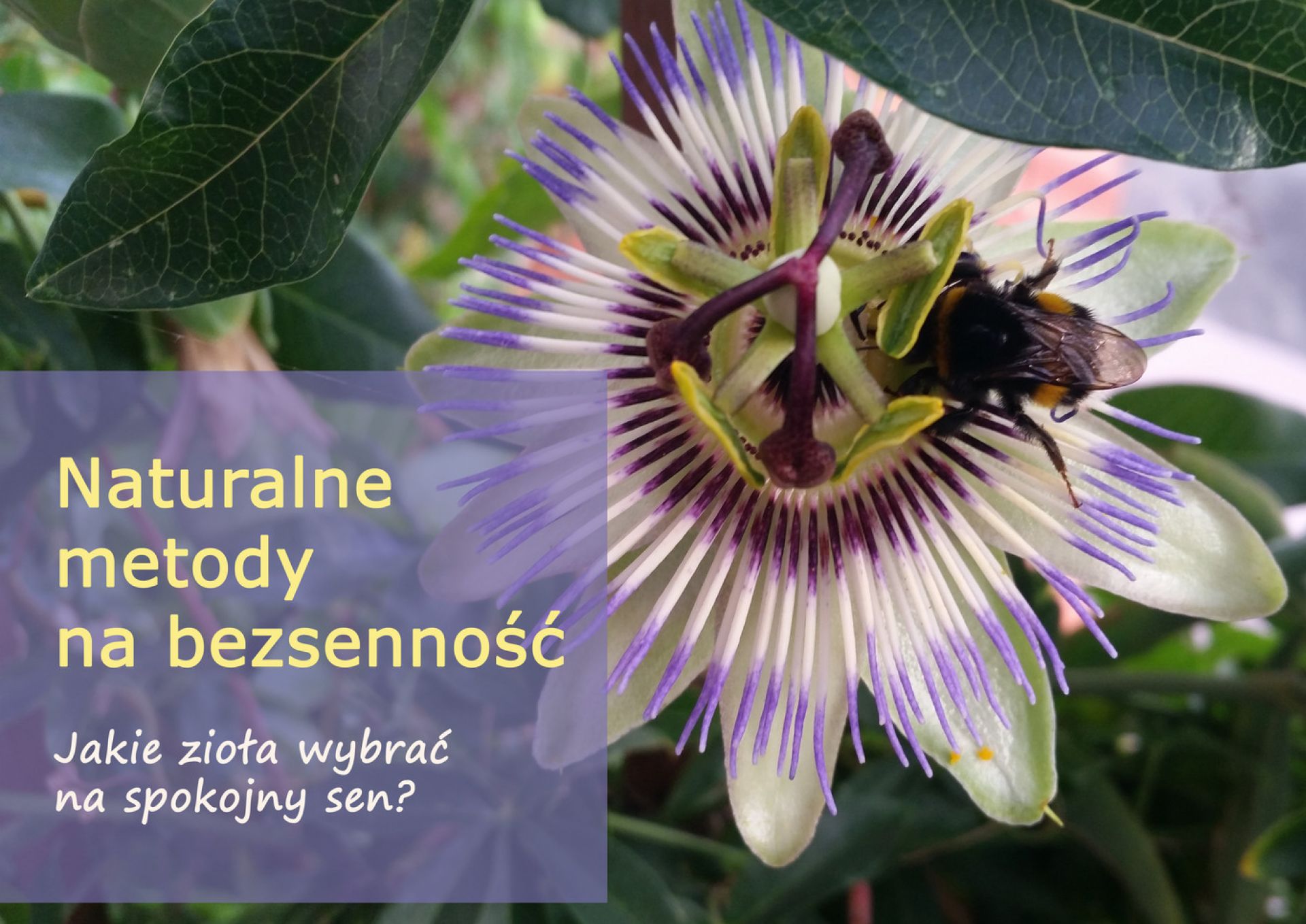 Naturalne metody na bezsenność - czyli jakie zioła wybrać na spokojny sen? - naturalne_metody_na_bezsennosc_(1).jpg