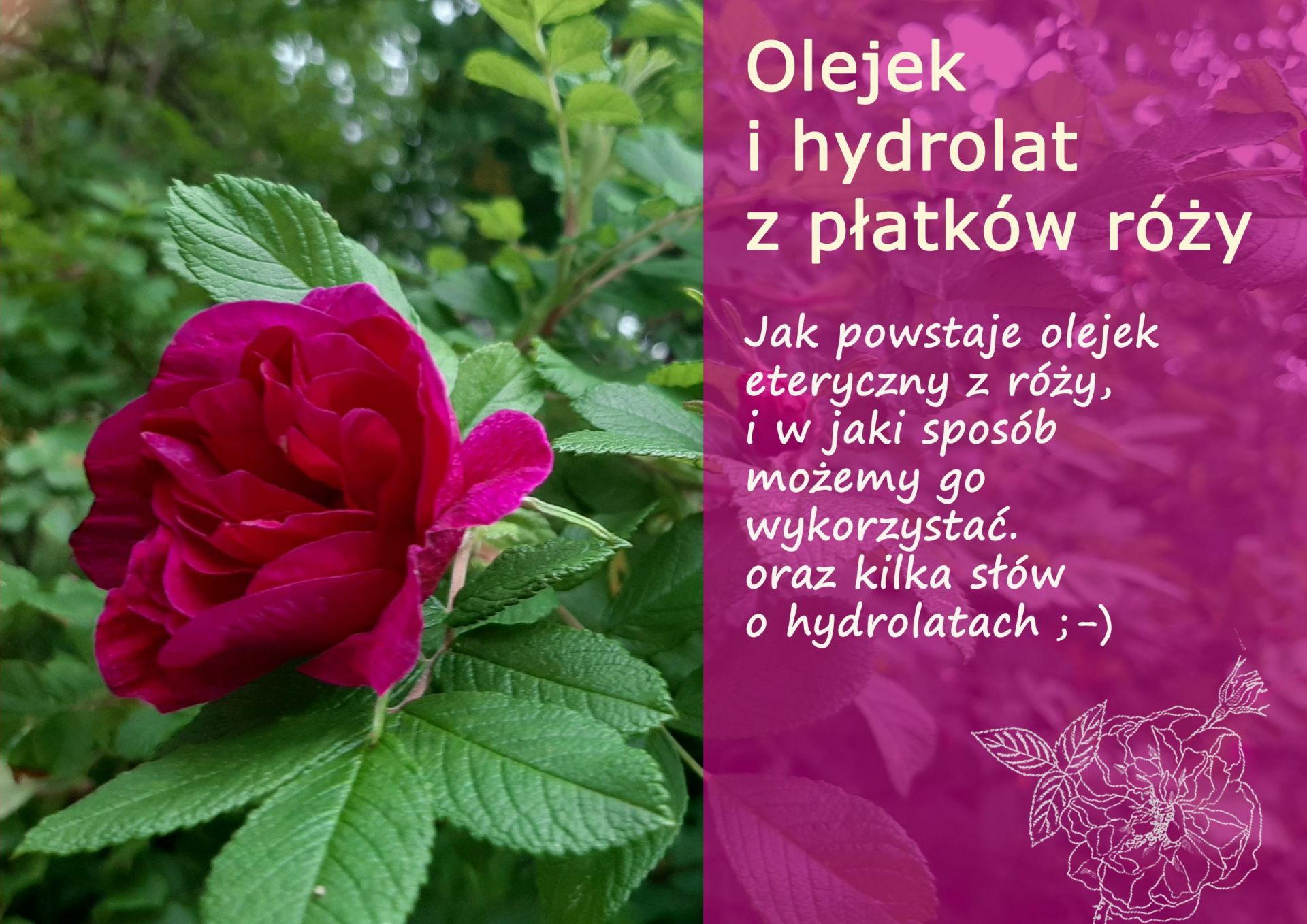 Olejek eteryczny i hydrolat różany - bułgarskie dziedzictwo naturalne  - olejek_z_rozy.jpg