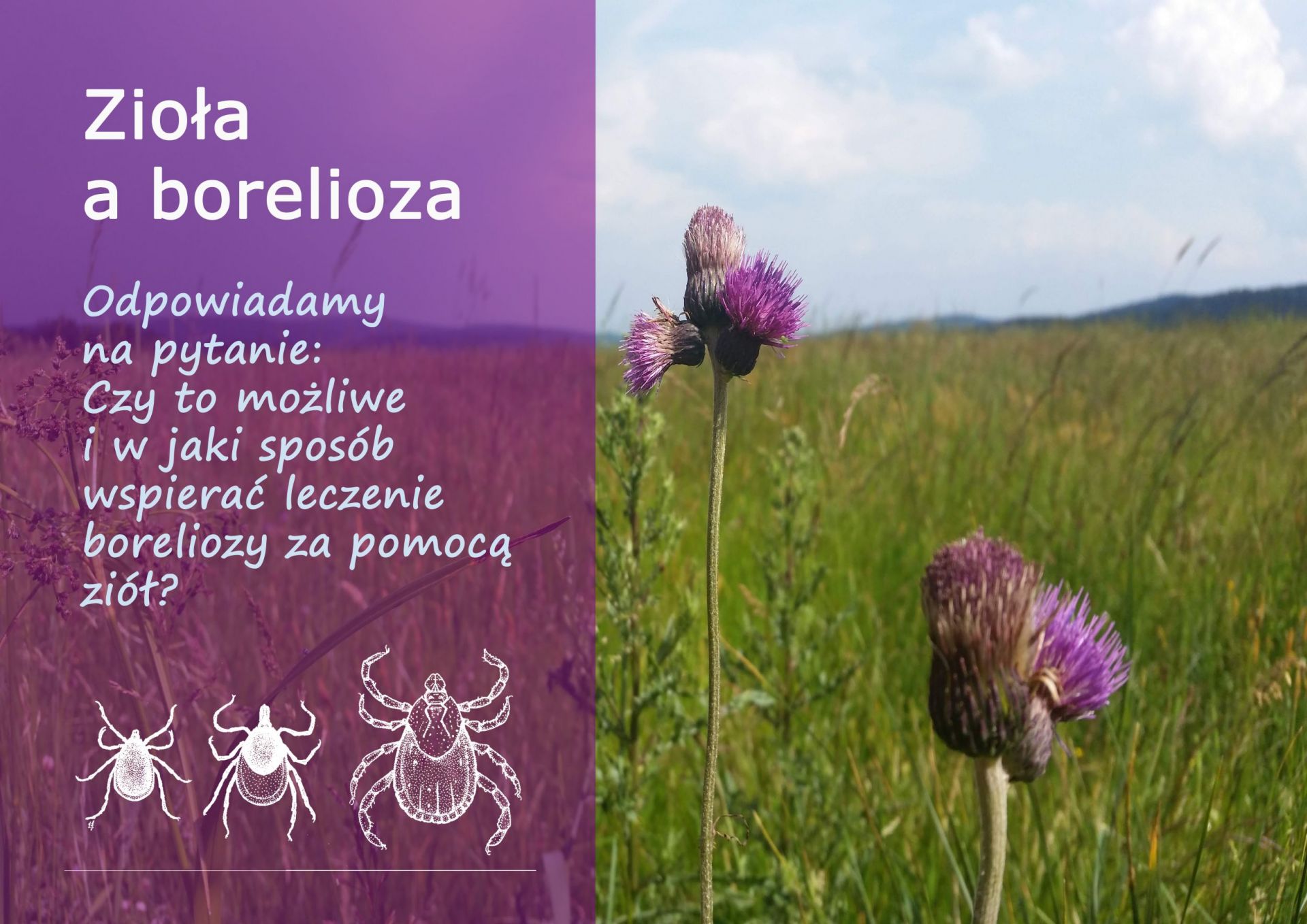 Zioła a borelioza - ziola_a_borelioza.jpg